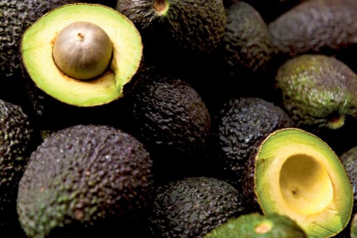 Exportaci N De Aguacate Hass Guatemalteco A Estados Unidos Inicia En